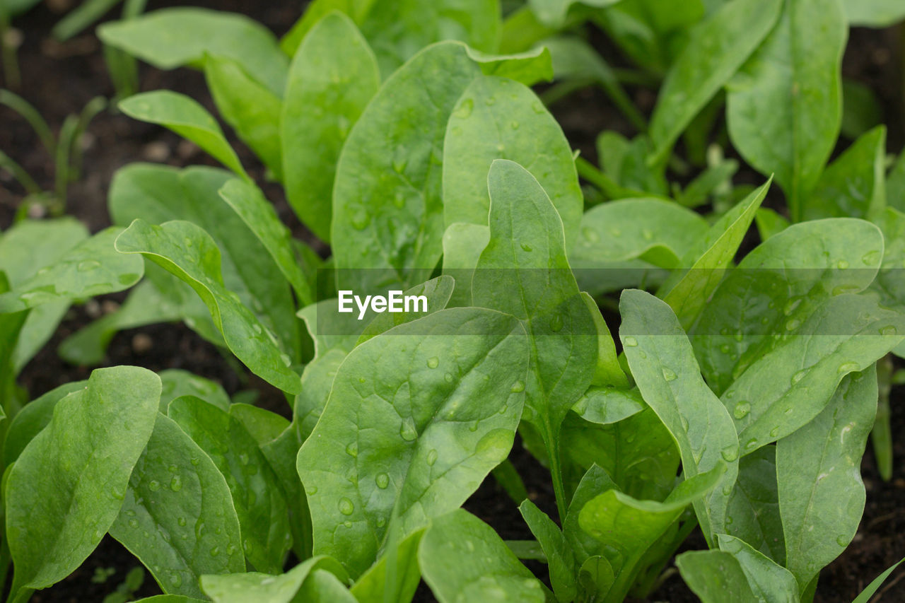 Fresh organic leaves of spinach in the garden. young shoots of spinach in the vegetable garden. 
