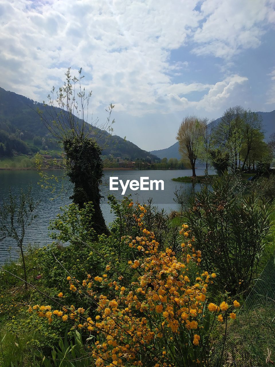 PLANTS BY LAKE AGAINST SKY