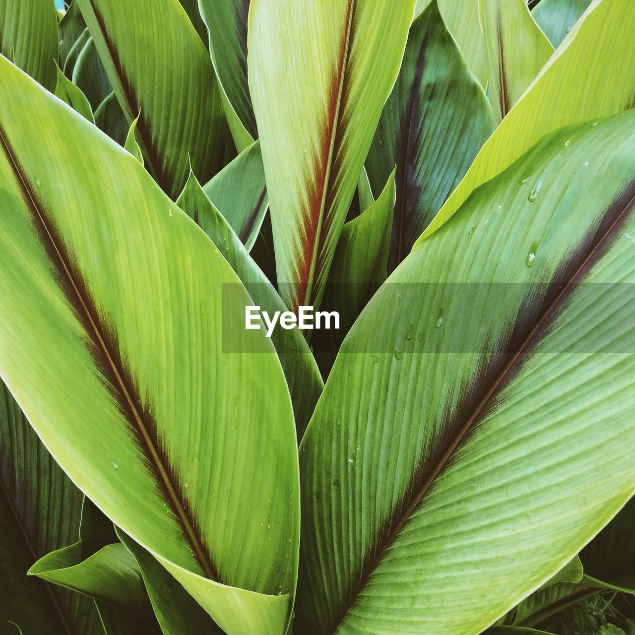 Close-up of plant leaves