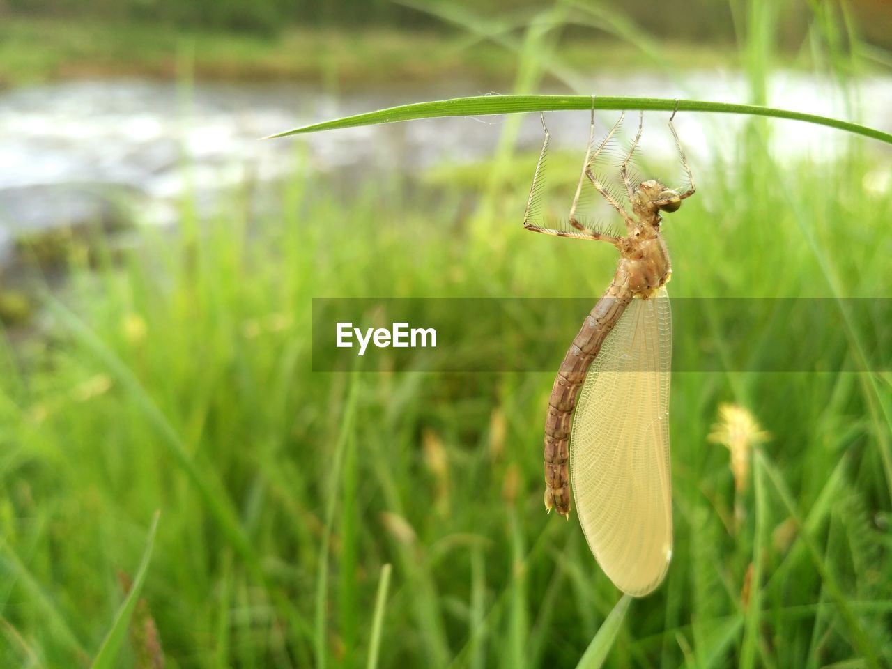 CLOSE-UP OF CATERPILLAR ON GRASS