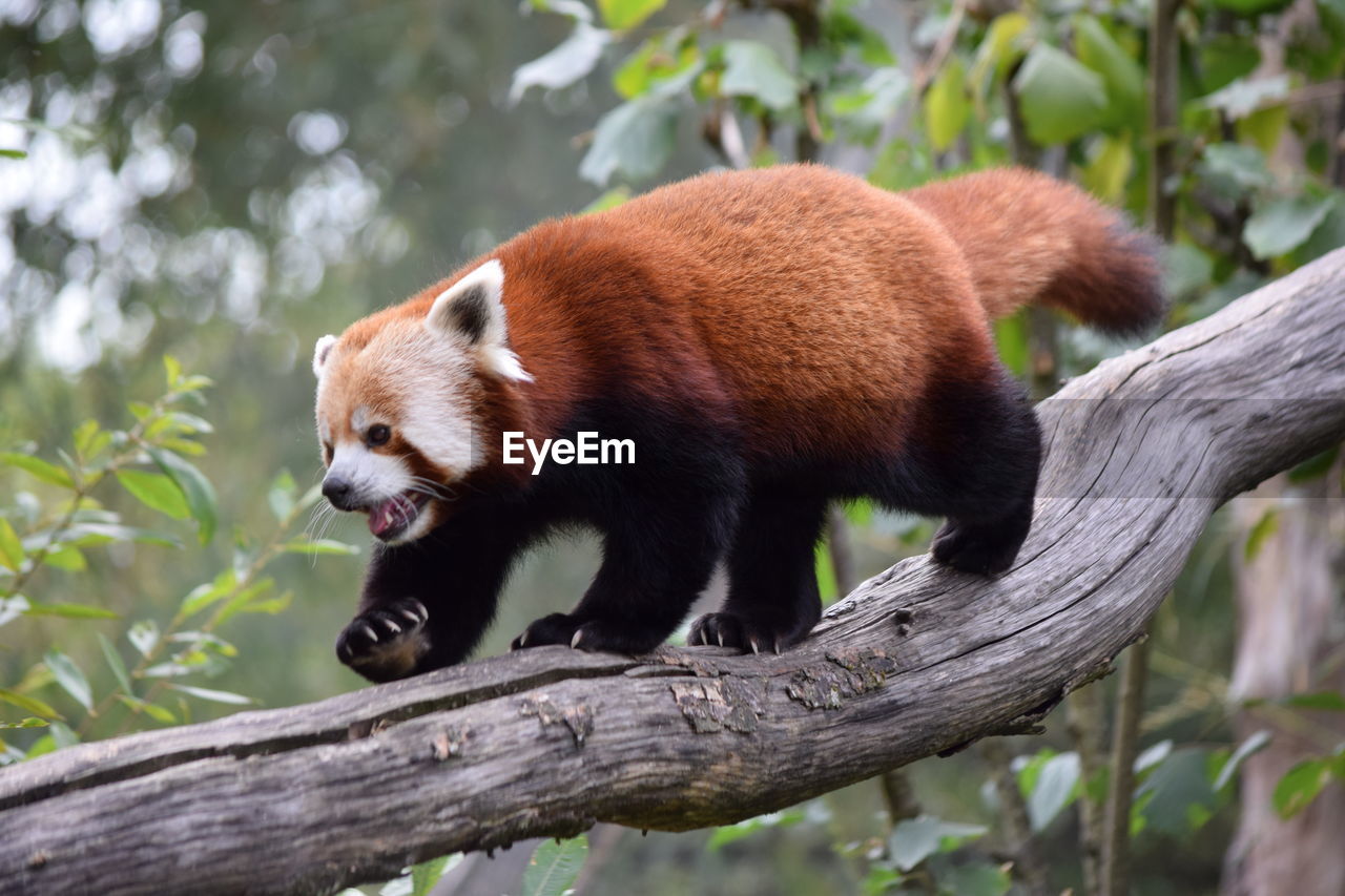 Red panda walking on branch