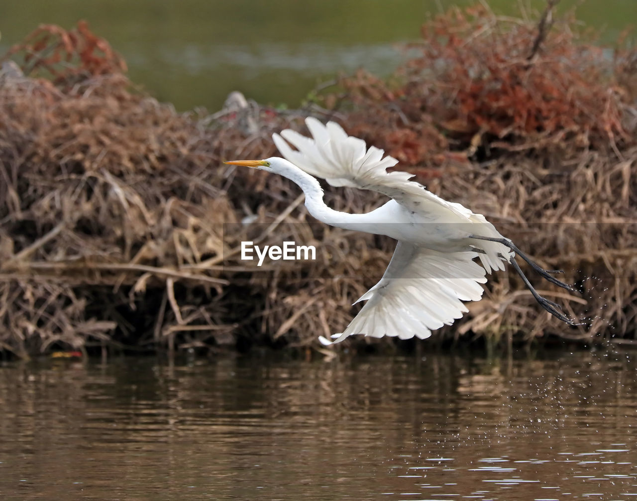 Egret flying