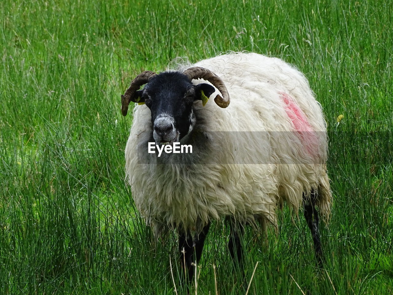 Portrait of sheep standing on field