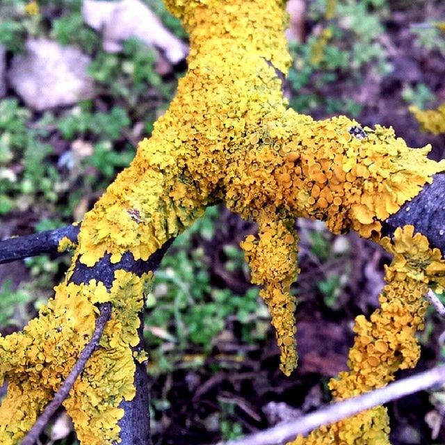 Close-up of mossy fungus growing on tree branch