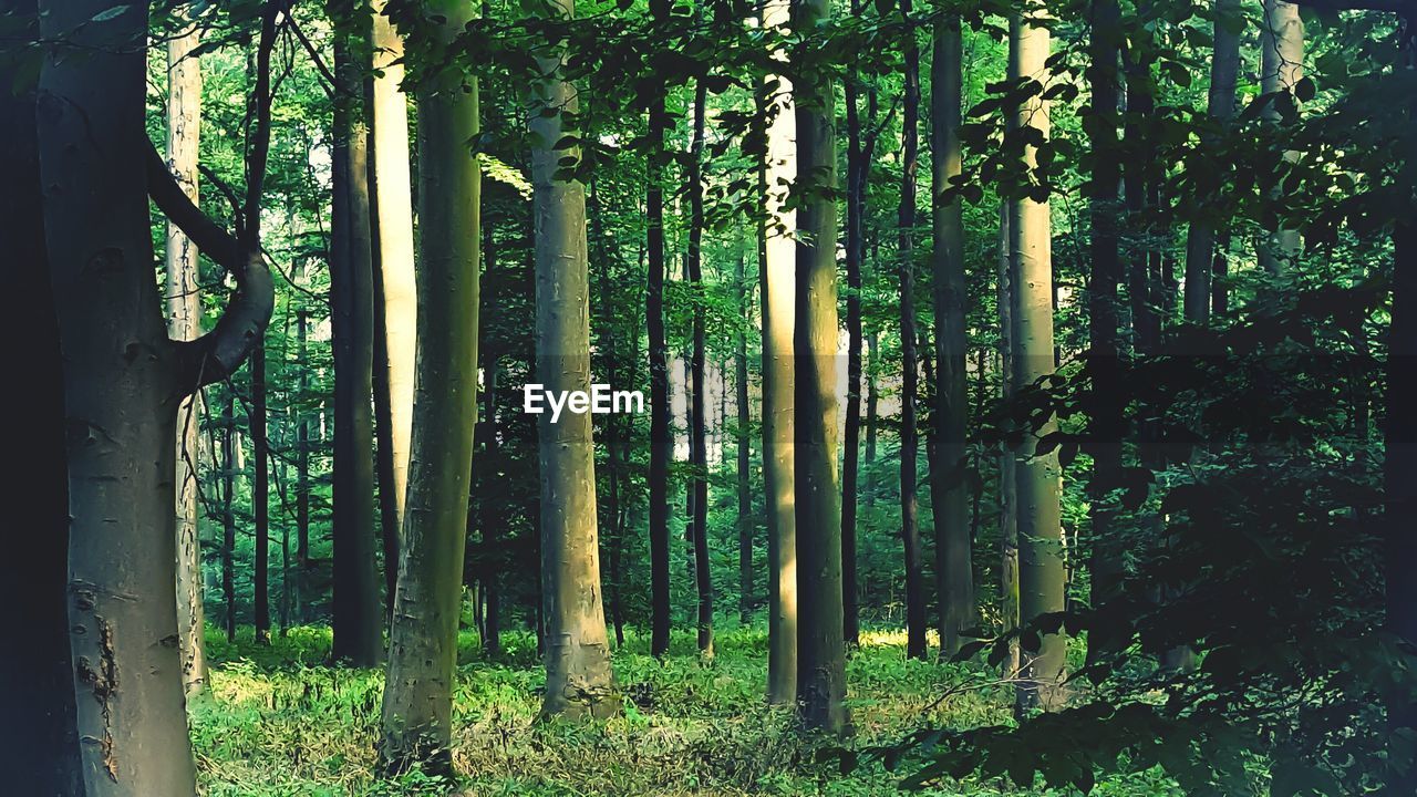 Trees in forest