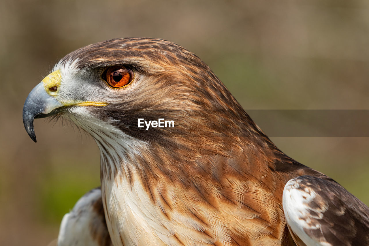 Close-up of hawk