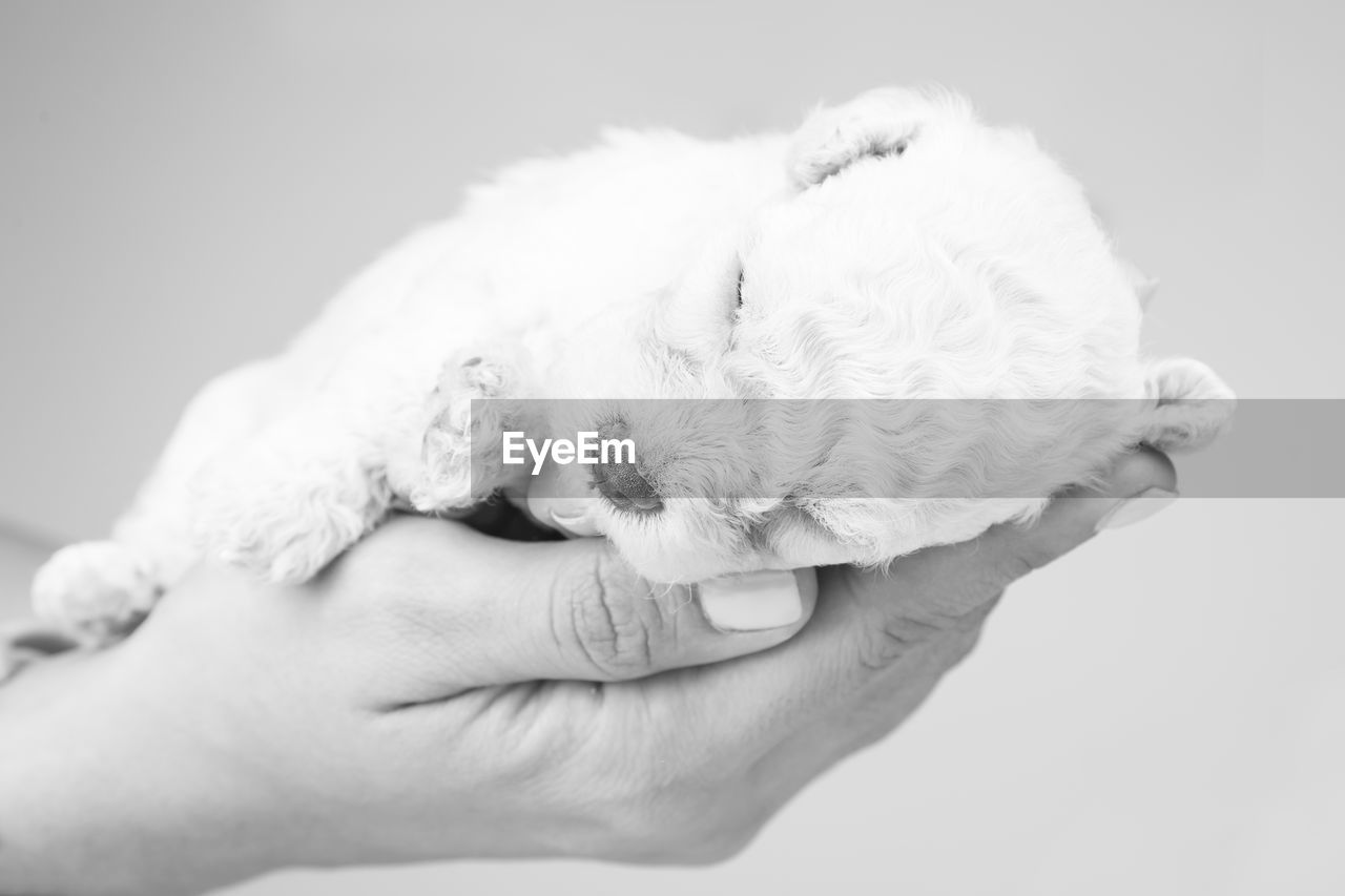 A woman holding a puppy in her hand