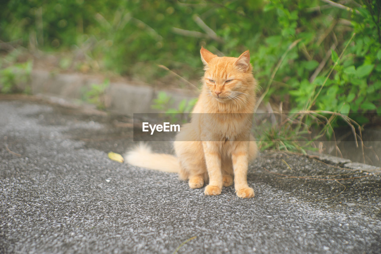 animal themes, animal, pet, mammal, cat, domestic animals, one animal, domestic cat, feline, carnivore, no people, small to medium-sized cats, portrait, felidae, road, sitting, looking at camera, city, street, ginger cat, whiskers, cute, nature, outdoors, grass