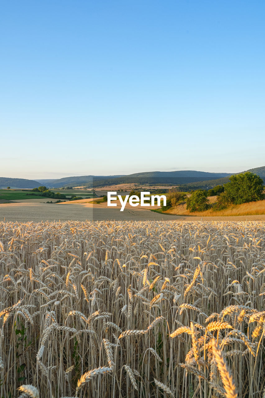landscape, land, sky, plant, environment, field, agriculture, rural scene, nature, crop, scenics - nature, beauty in nature, growth, cereal plant, prairie, blue, horizon, clear sky, tranquility, grass, food, no people, plain, tranquil scene, rural area, grassland, day, wheat, farm, copy space, corn, outdoors, non-urban scene, horizon over land, food grain, sunny, barley, steppe, sunlight, summer, idyllic, food and drink, natural environment, emmer, cereal, soil