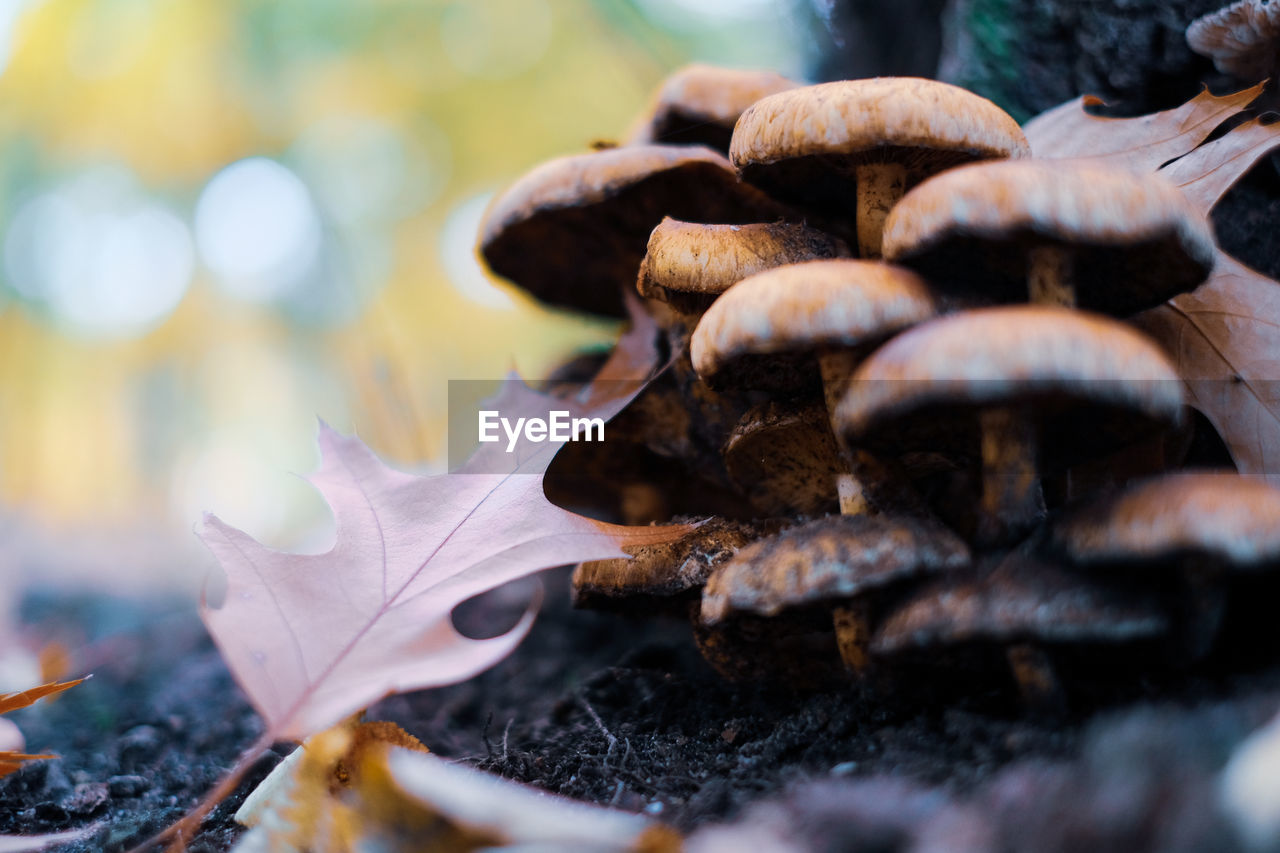 Close-up of mushroom by leaf