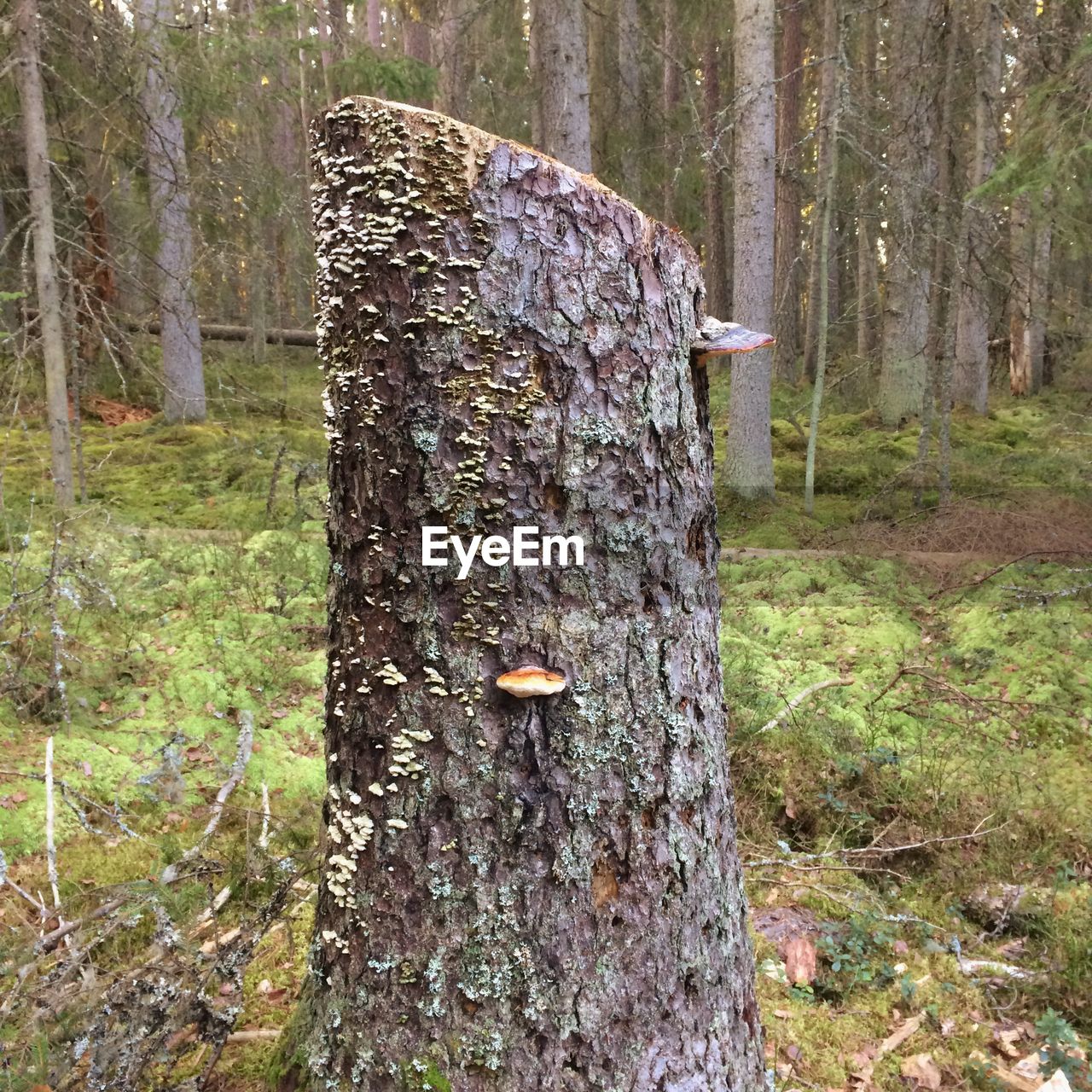 CLOSE-UP OF TREE TRUNK