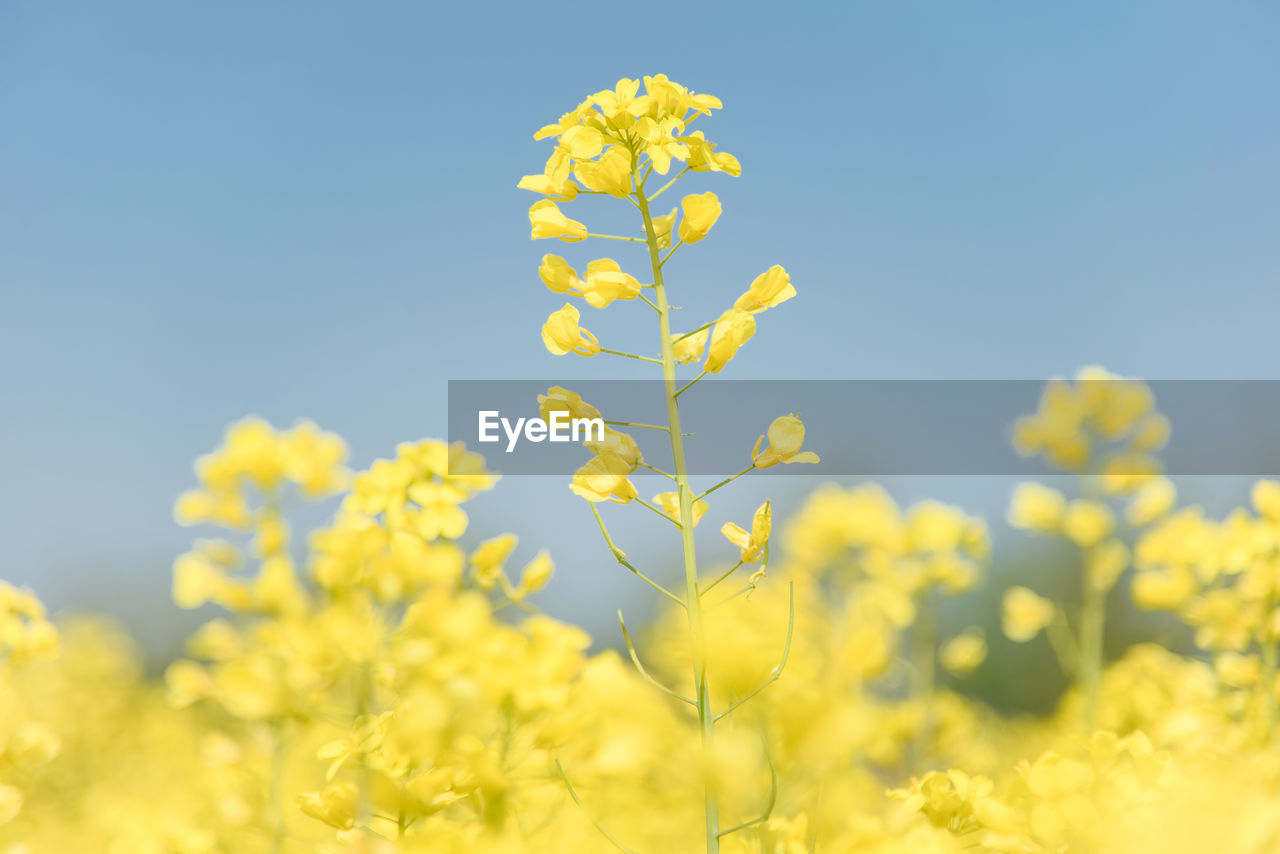 rapeseed, plant, flower, yellow, produce, food, flowering plant, freshness, beauty in nature, vegetable, canola, sky, nature, growth, mustard, oilseed rape, springtime, field, agriculture, landscape, blue, rural scene, blossom, no people, vibrant color, environment, land, summer, selective focus, outdoors, crop, day, fragility, clear sky, close-up, brassica rapa, tranquility, copy space, sunlight, sunny, scenics - nature, food and drink, meadow, tranquil scene, cultivated, focus on foreground