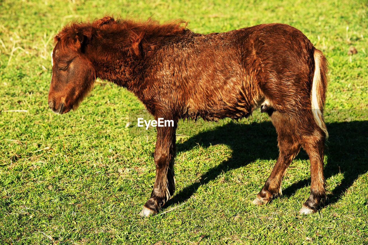 Horse grazing on field