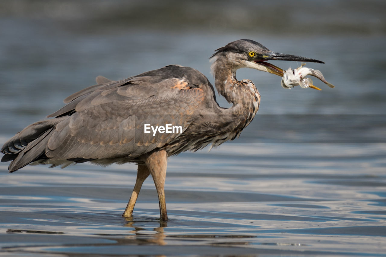 HIGH ANGLE VIEW OF GRAY HERON AT LAKE