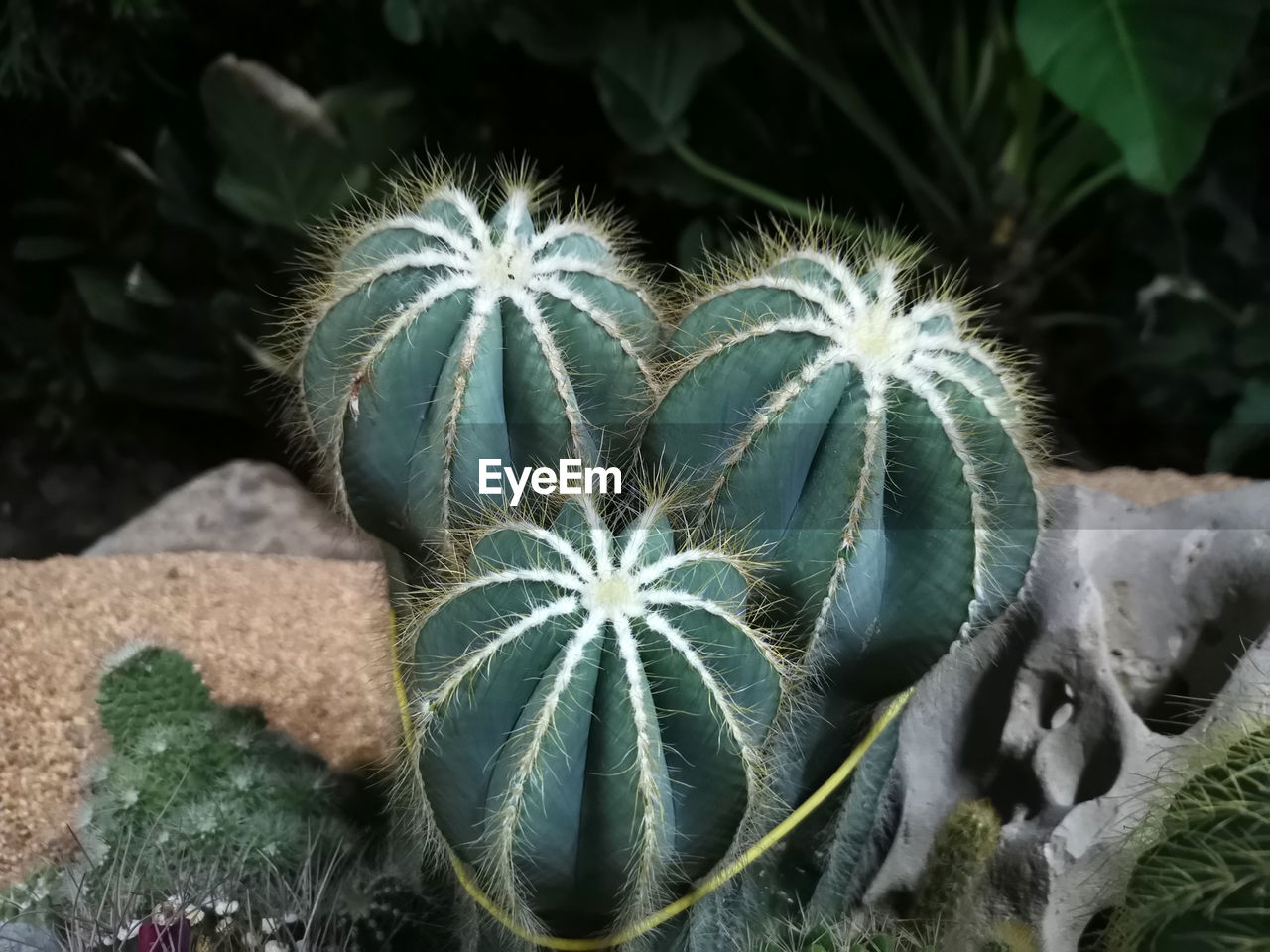 HIGH ANGLE VIEW OF SUCCULENT PLANT IN FIELD