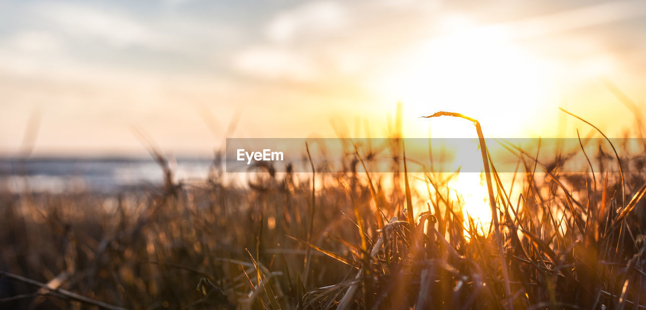 Close-up of grass on field against sky during sunset