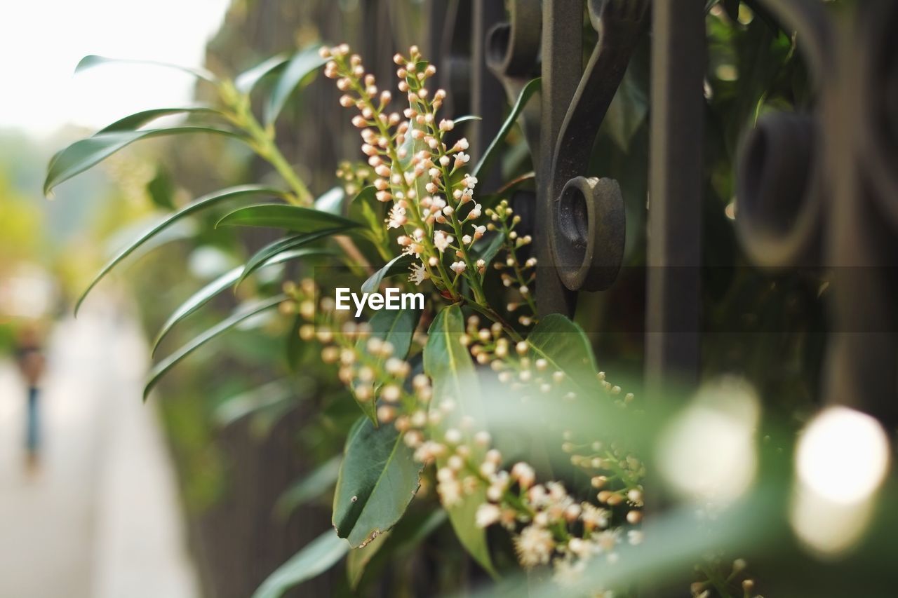 Close-up of plants by fence