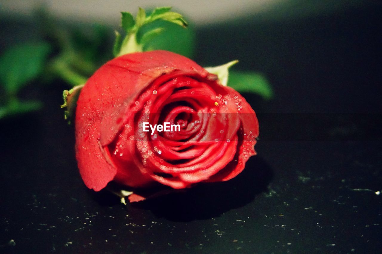 Close-up of wet red rose blooming outdoors