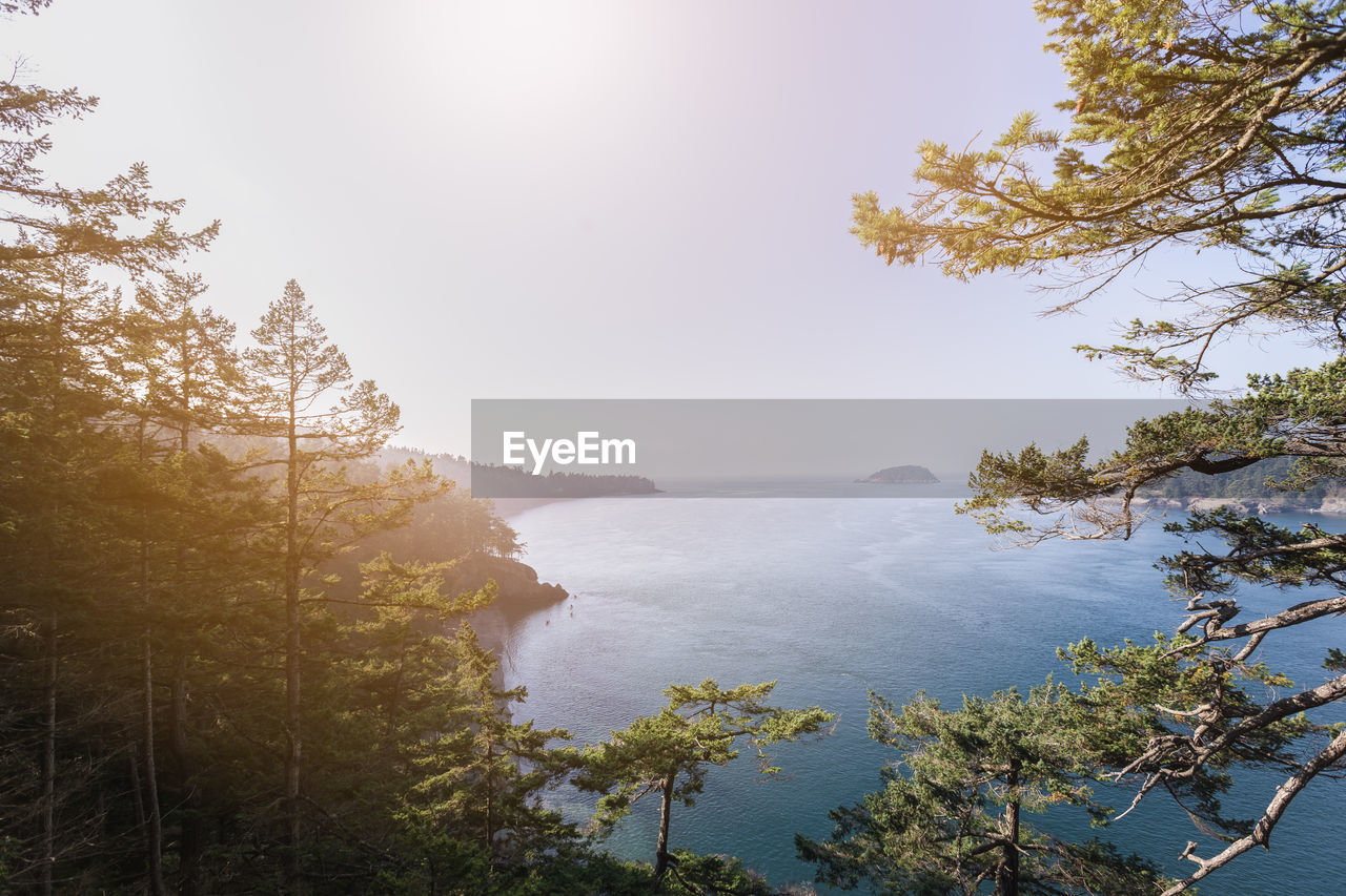 Scenic view of forest against sky