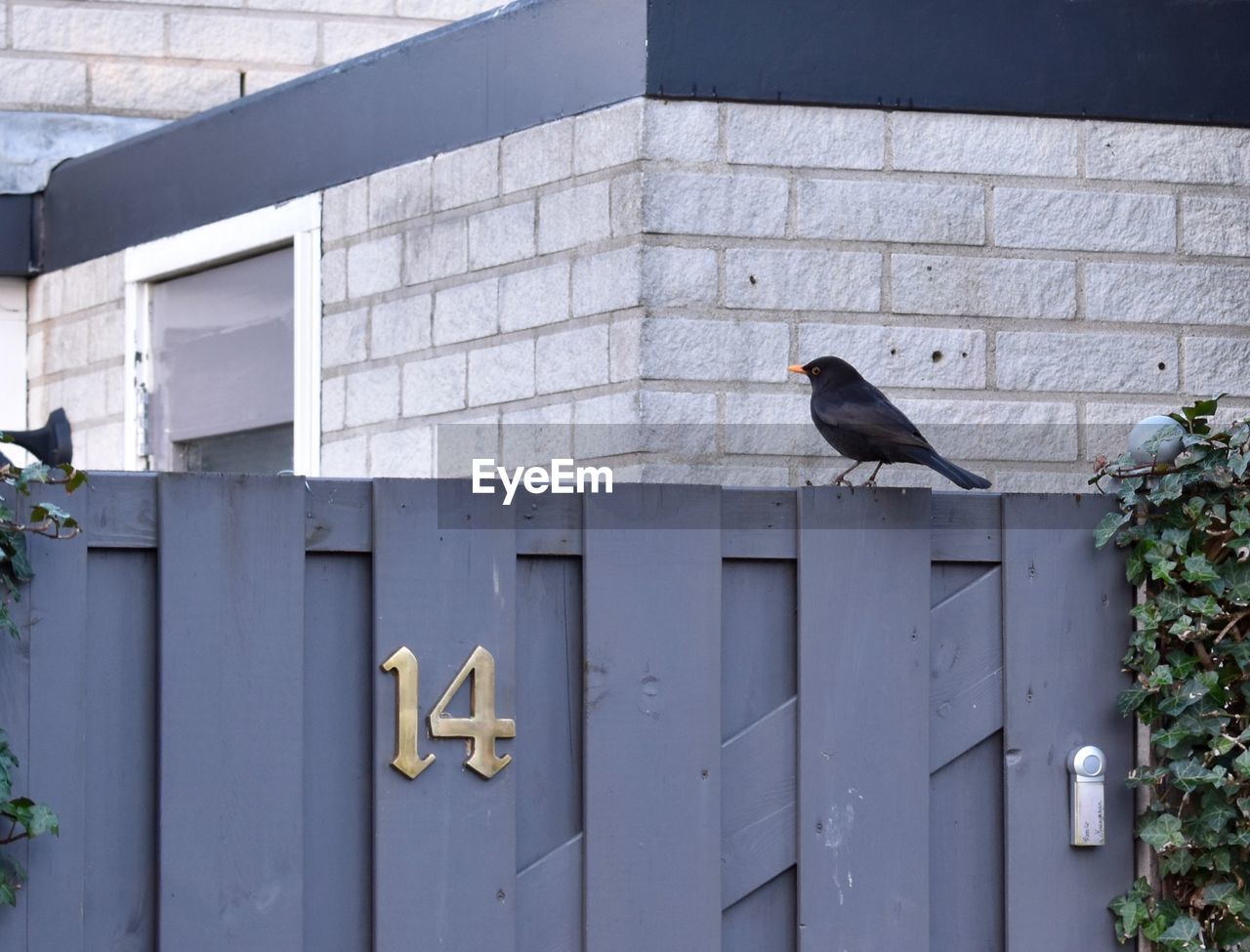 SEAGULL PERCHING ON WALL