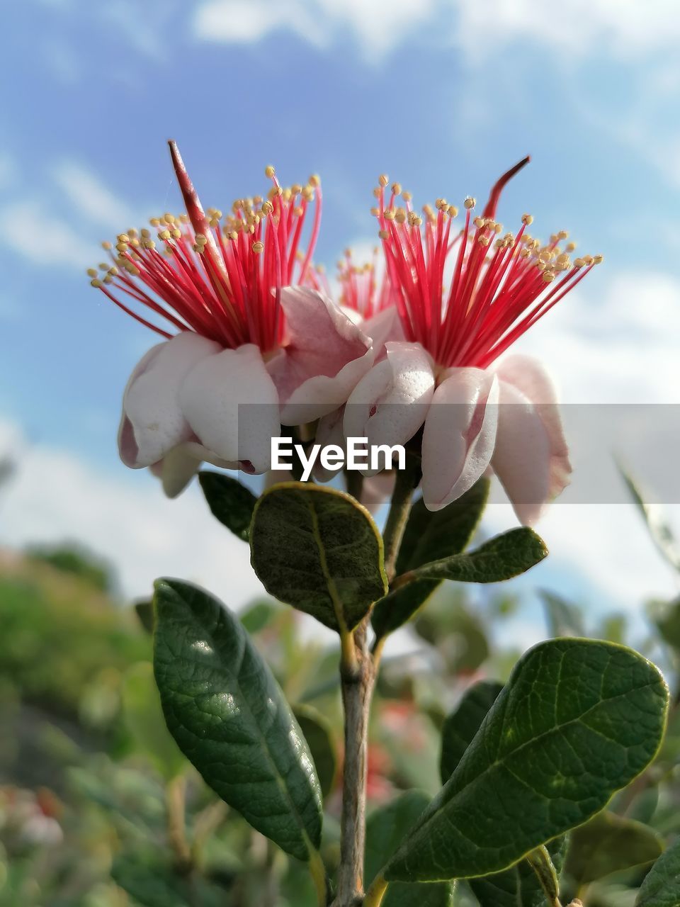 Close-up of red flowering plant