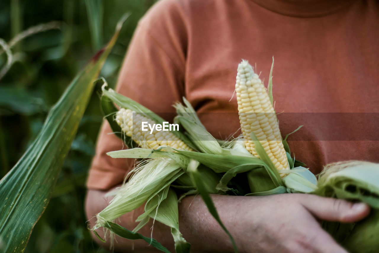 cropped hand of man holding corn