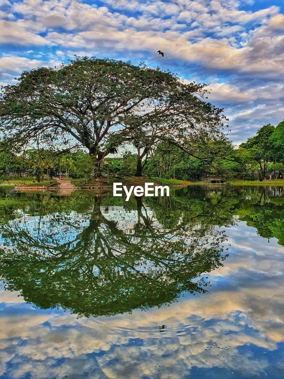 TREES BY LAKE AGAINST SKY