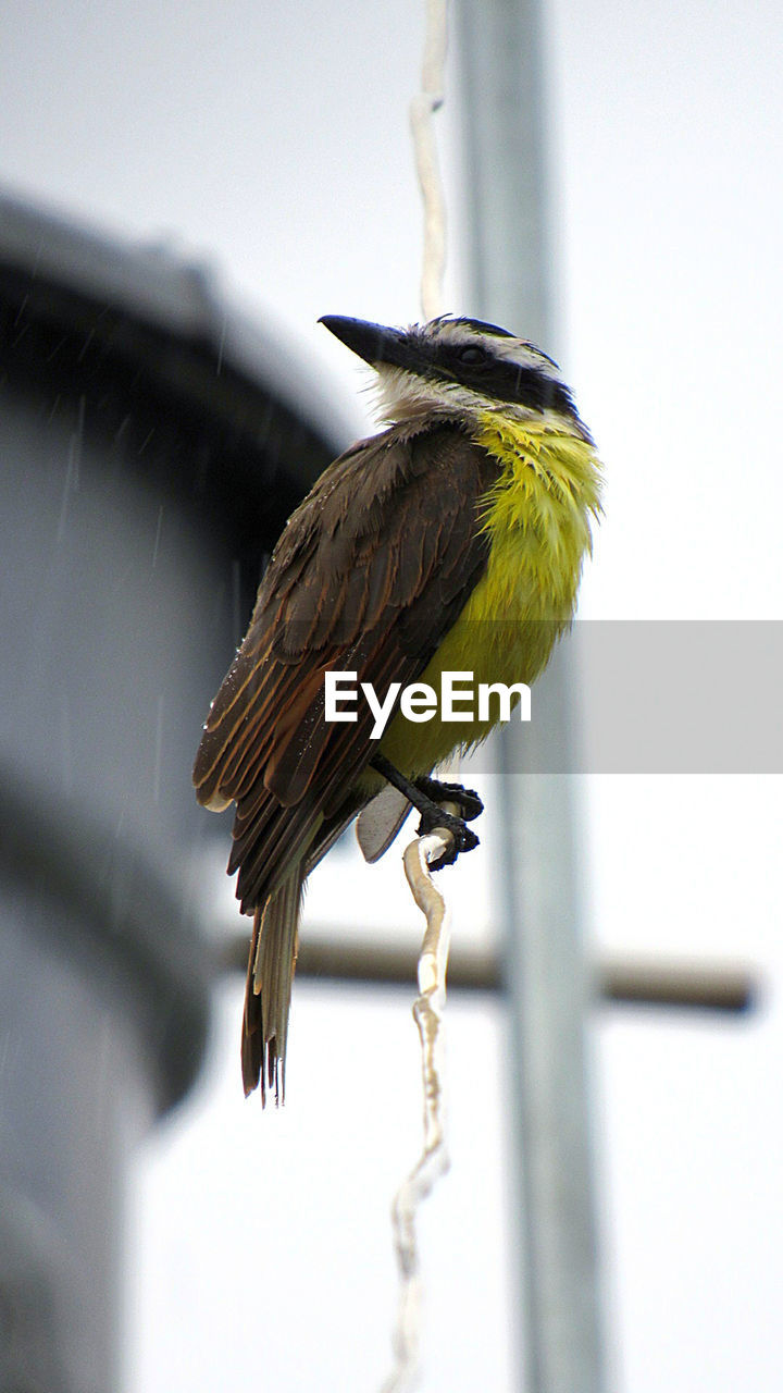 Bird and rain