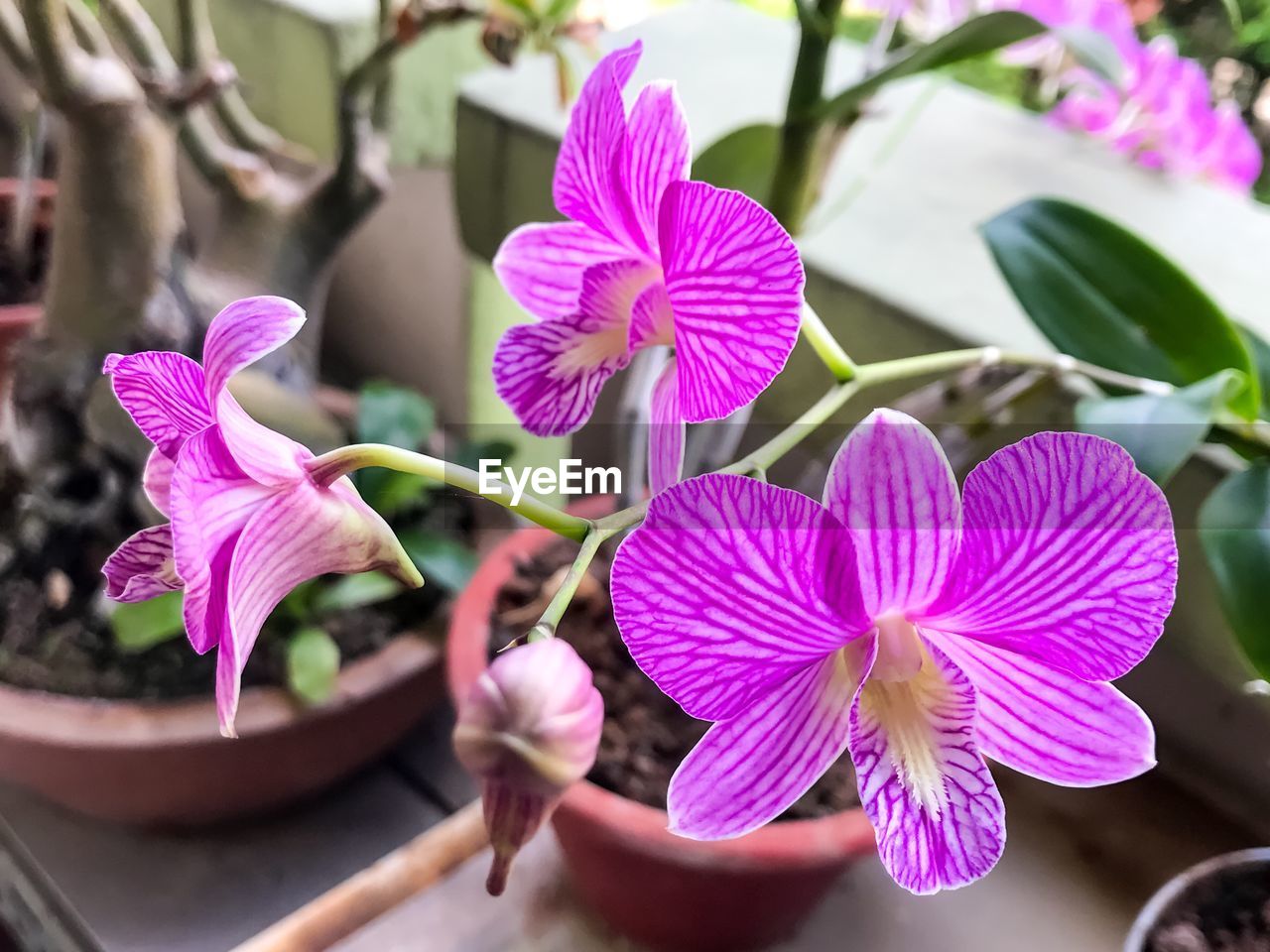 CLOSE-UP OF PINK FLOWERS BLOOMING