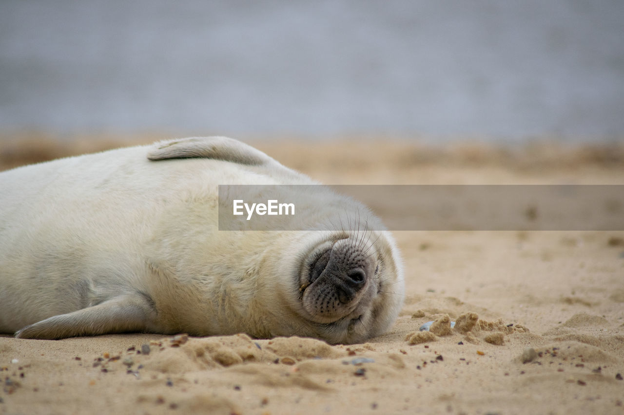 ANIMAL SLEEPING ON SAND