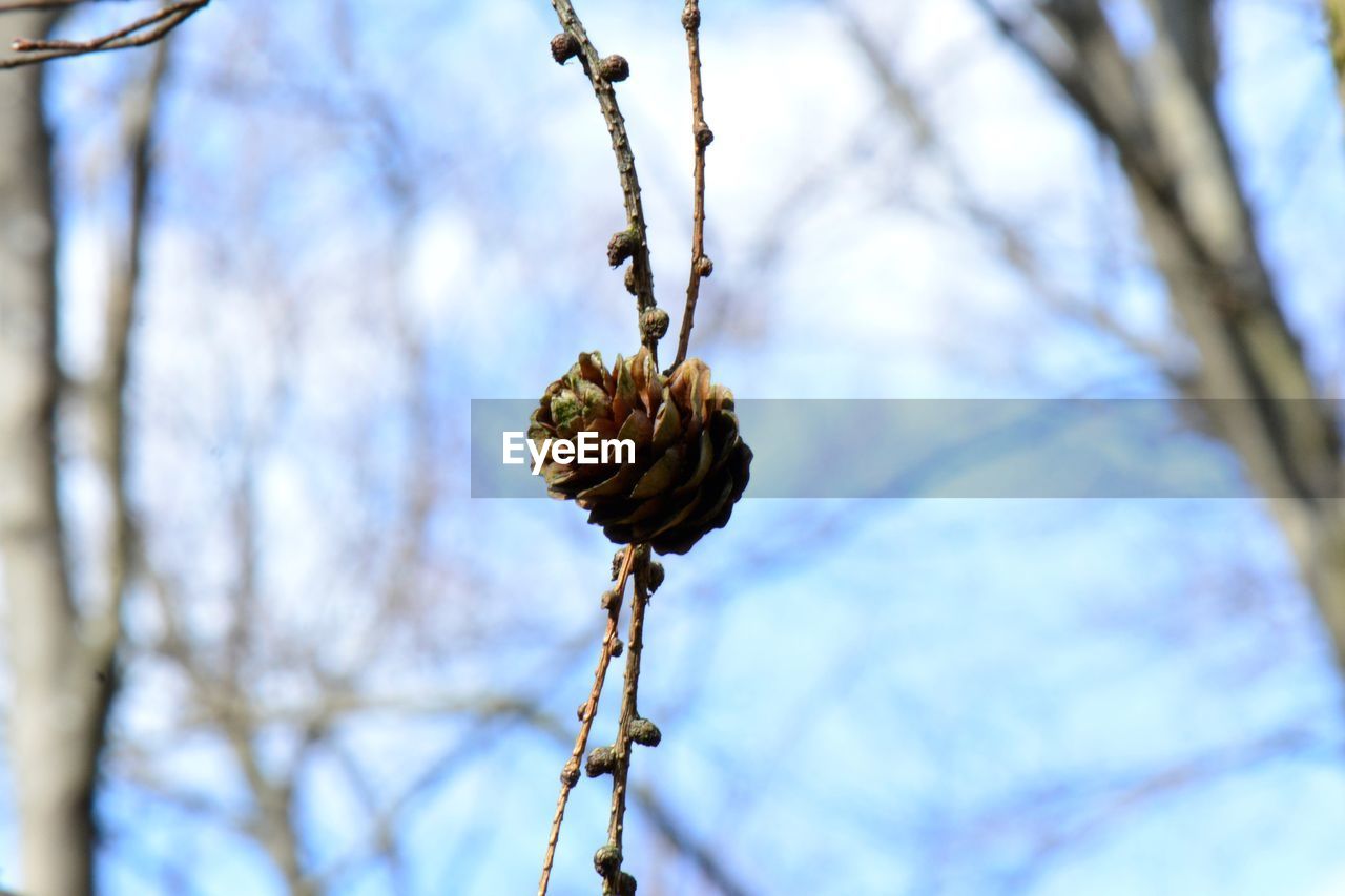 LOW ANGLE VIEW OF FRESH FLOWER AGAINST SKY