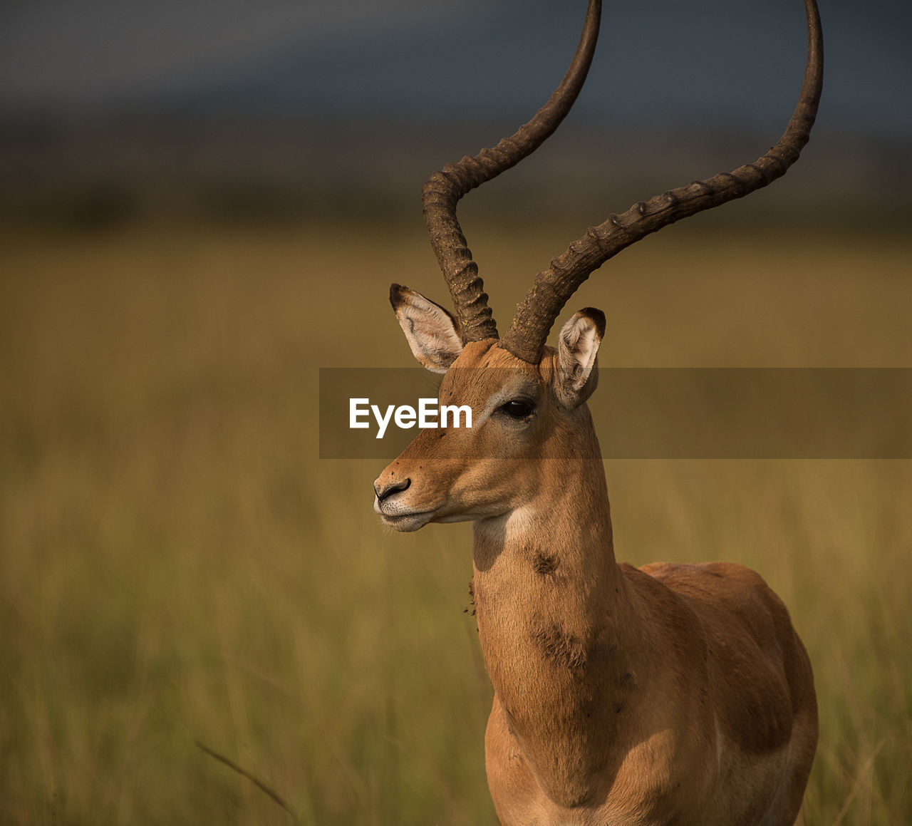 Gazelle standing on field