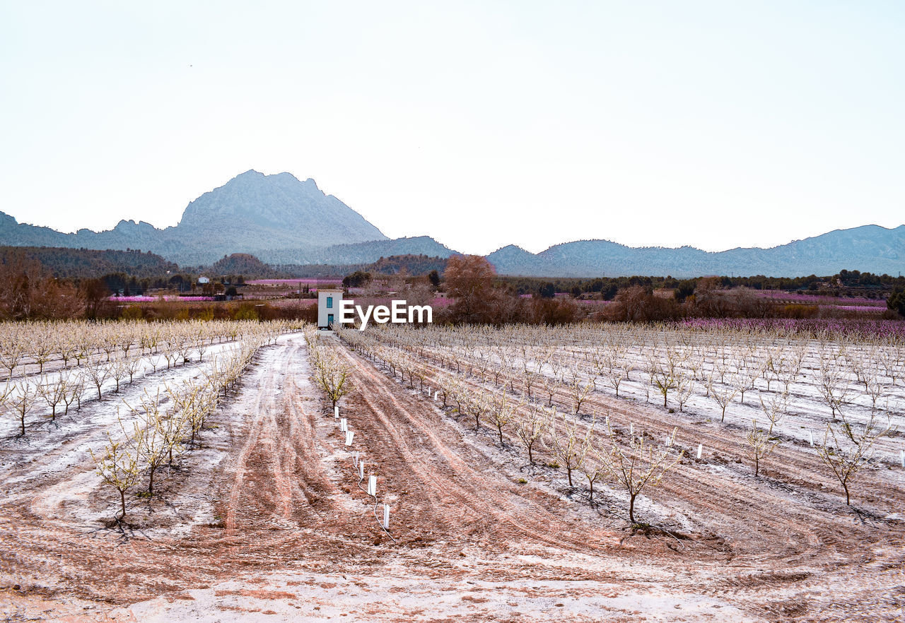 Fruit tree plantations and mountains