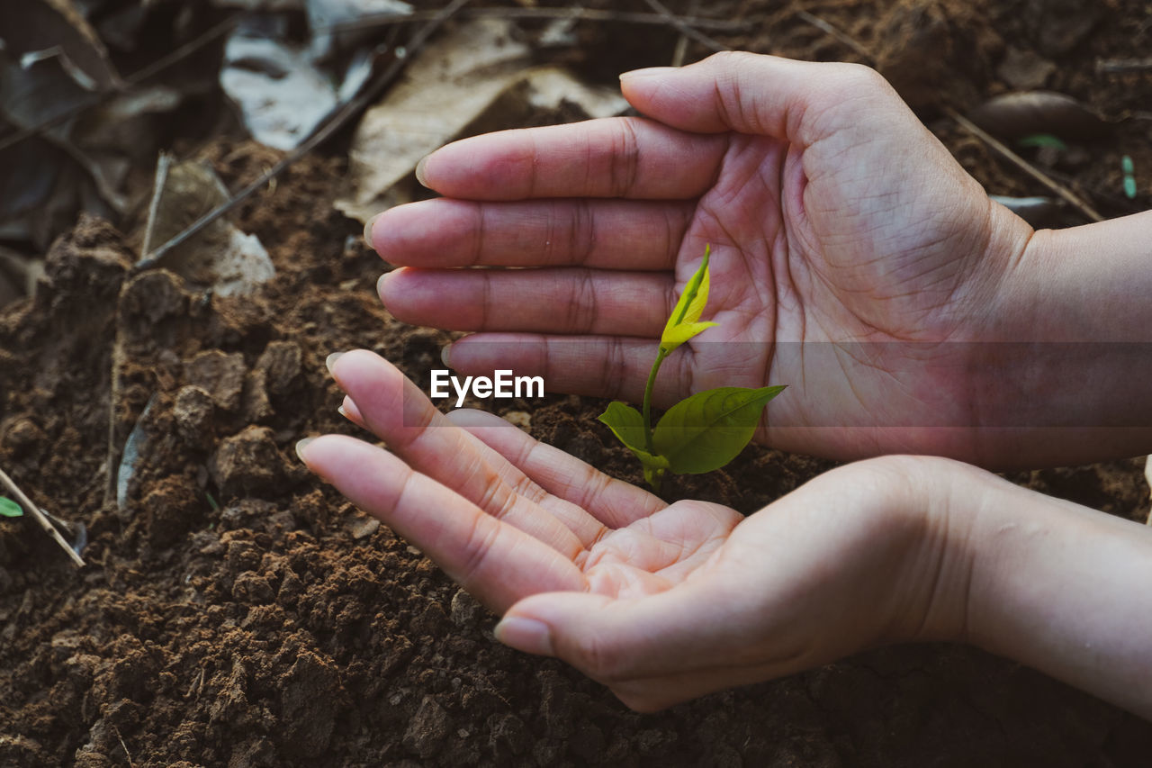 Close-up of hand holding plant