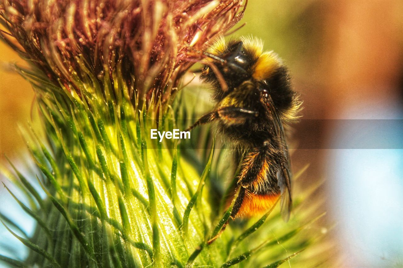 Close-up of bee pollinating flower