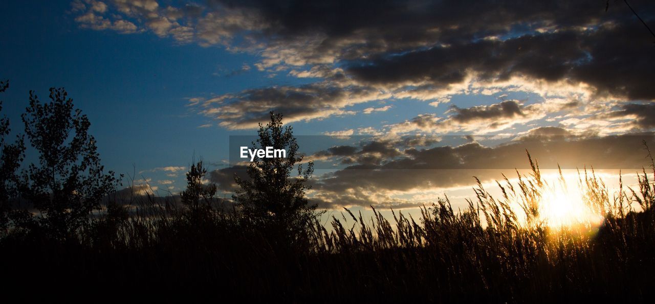 SILHOUETTE OF TREES ON LANDSCAPE