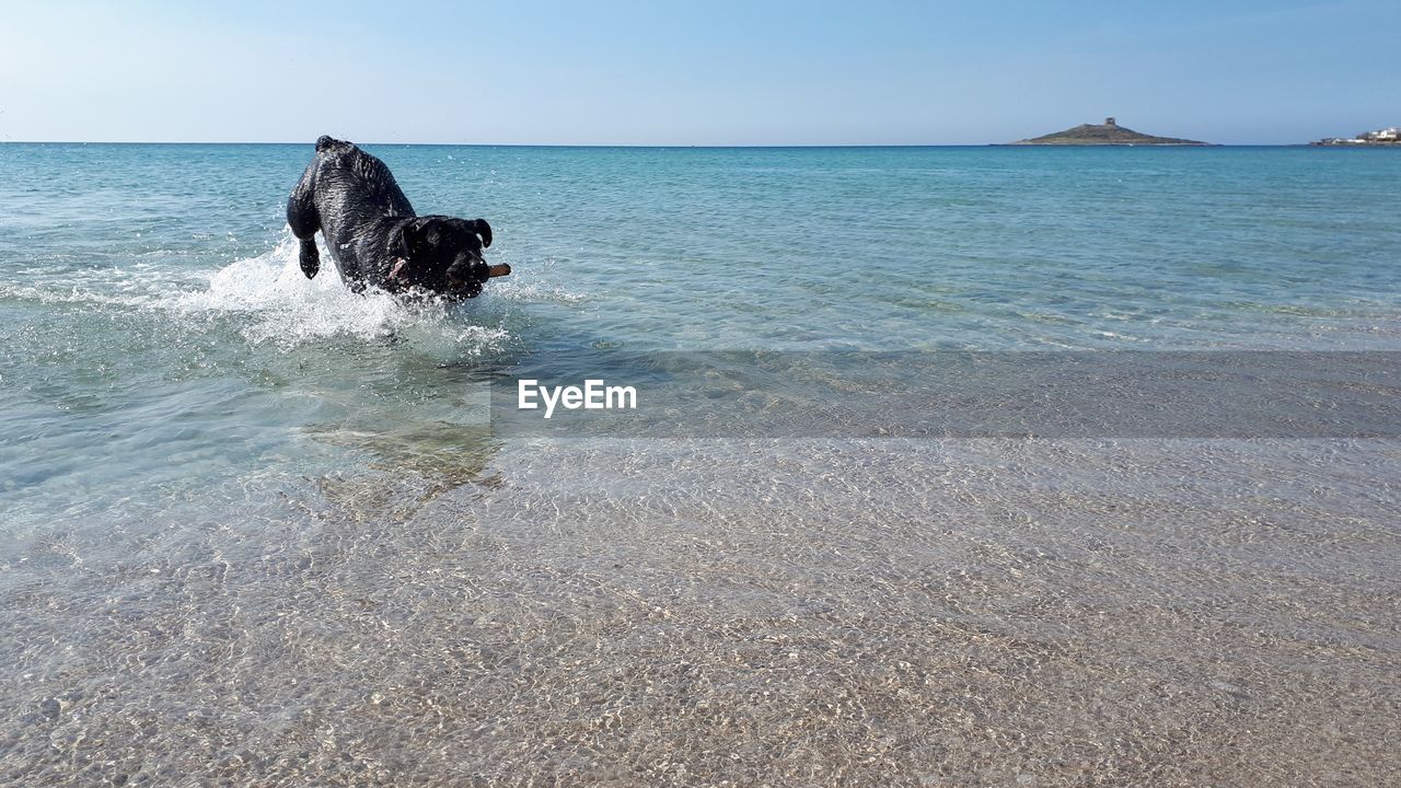 DOG IN THE SEA