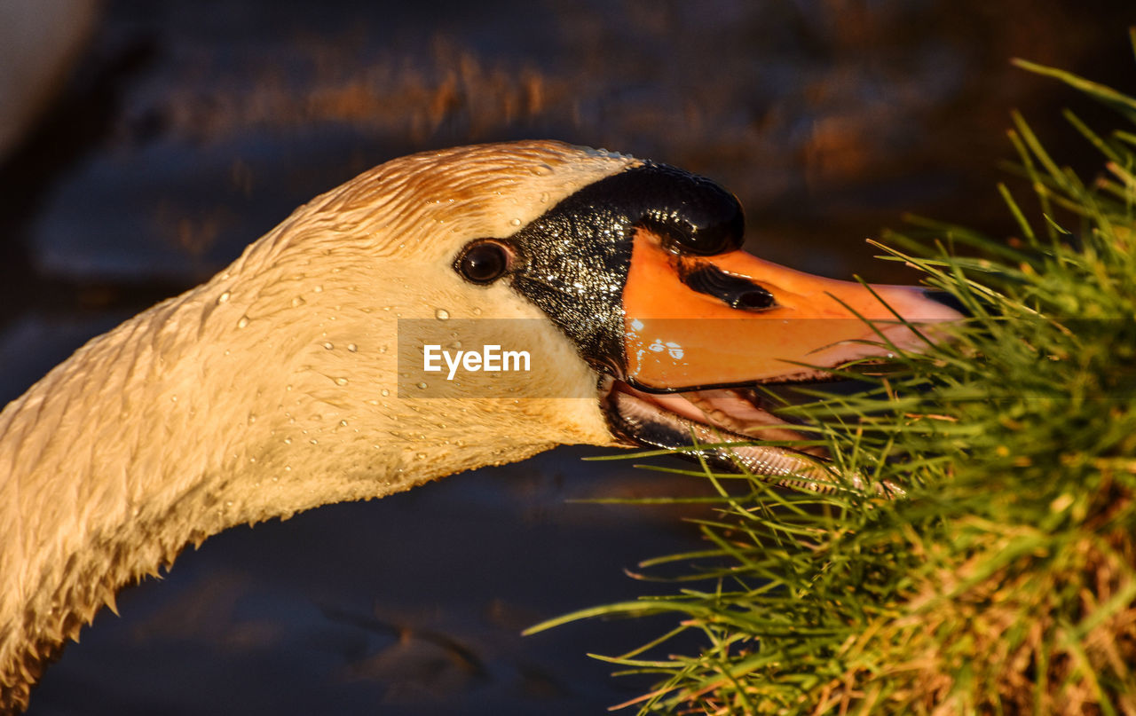 CLOSE-UP SIDE VIEW OF A BIRD AGAINST BLURRED WATER