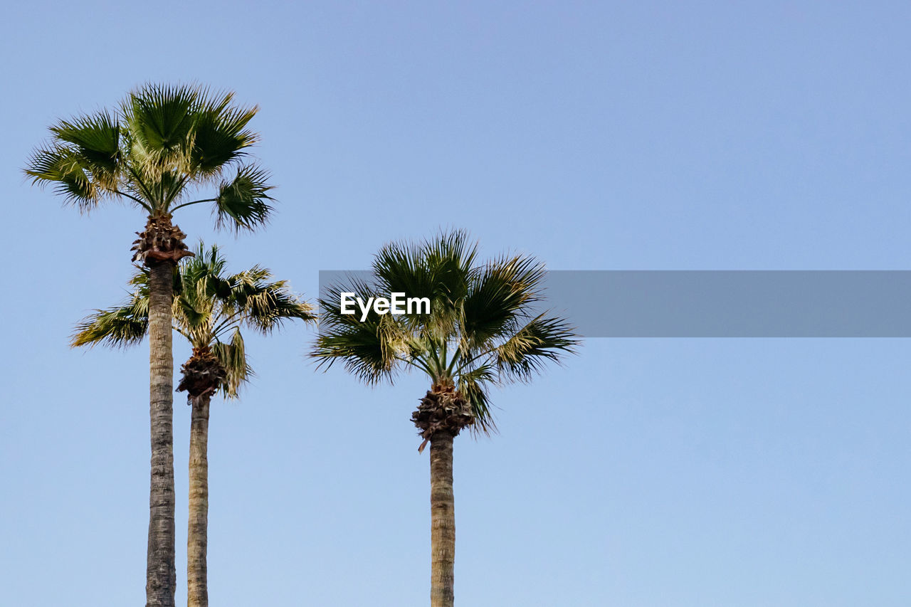 palm tree, tropical climate, tree, sky, plant, nature, clear sky, blue, tropical tree, coconut palm tree, borassus flabellifer, sunny, low angle view, no people, tree trunk, growth, beauty in nature, outdoors, trunk, copy space, wind, date palm tree, day, flower, tranquility, leaf, travel destinations, branch, sunlight, land, travel, palm leaf, summer, scenics - nature, environment, idyllic