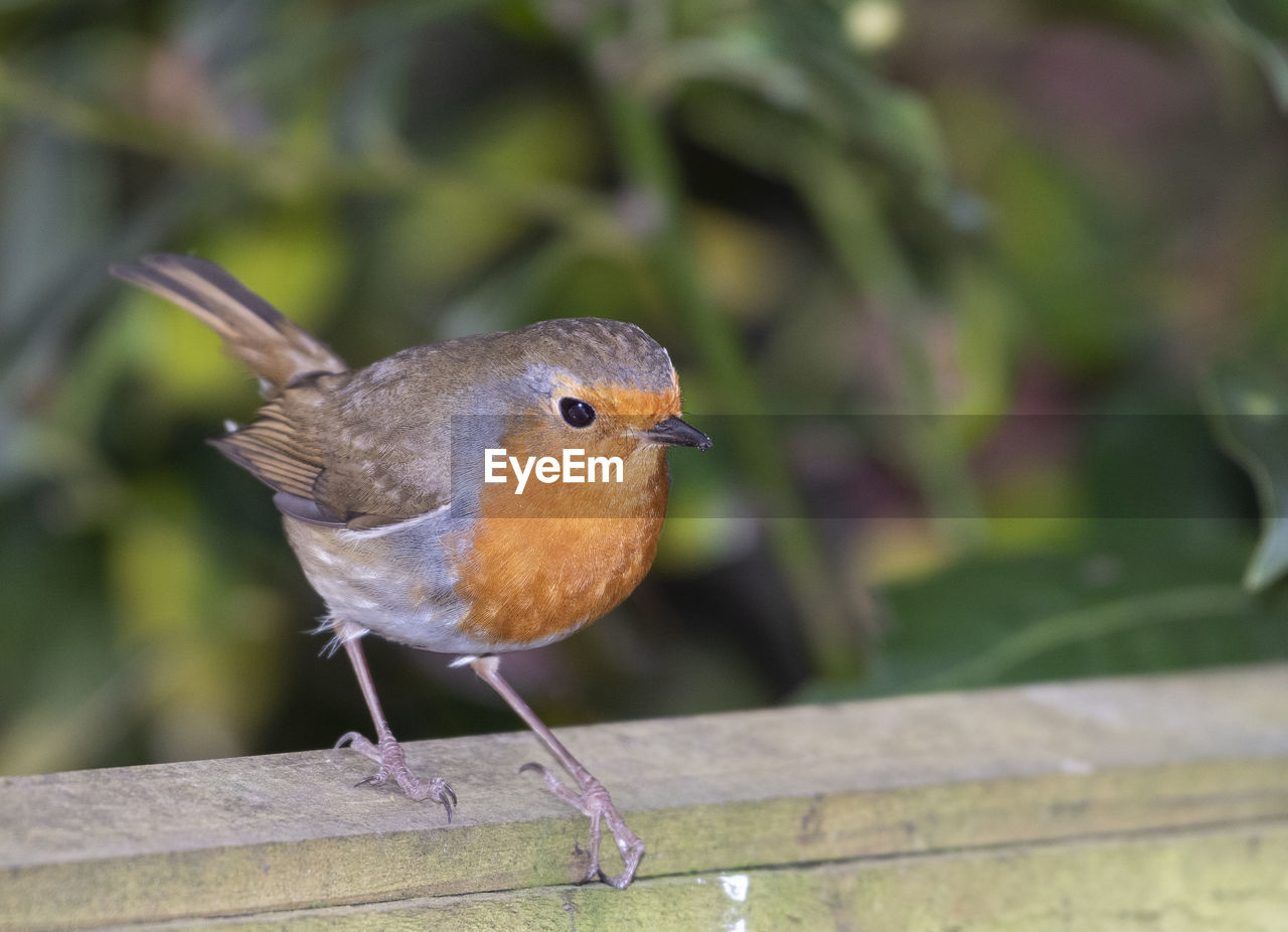 CLOSE-UP OF BIRD PERCHING ON RAILING