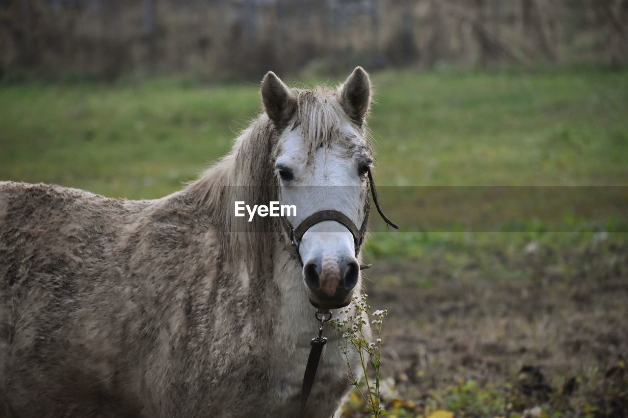 Portrait of a muddy horse in ranch