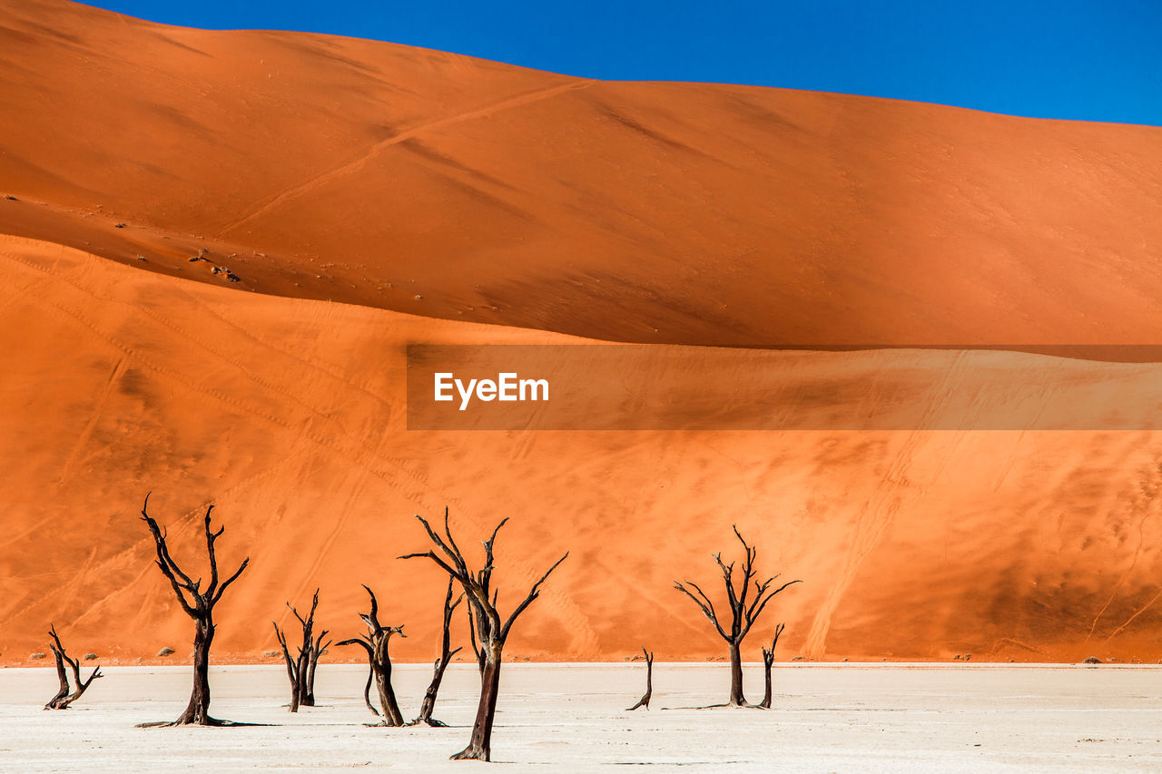 Bare trees on sand against desert