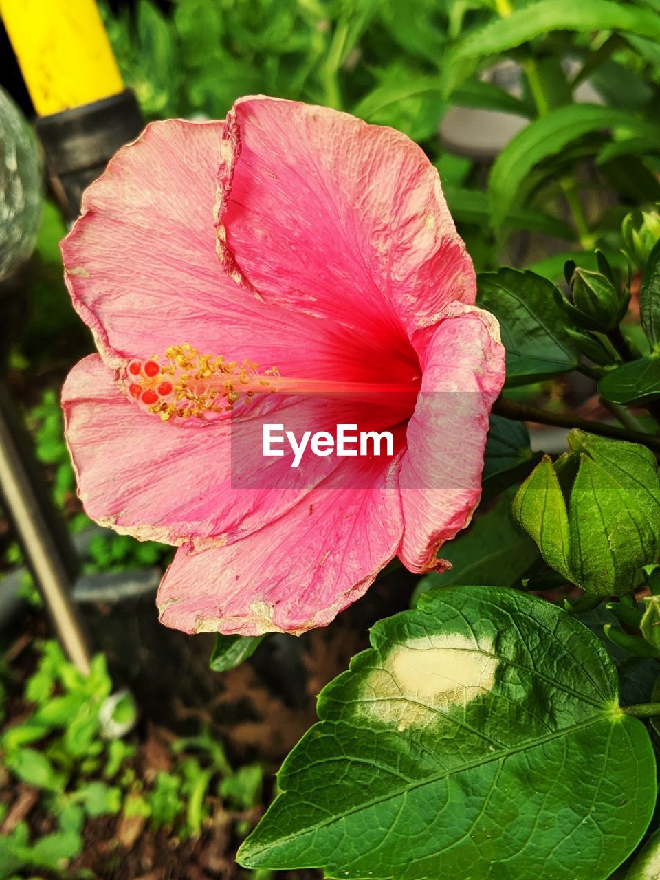 CLOSE-UP OF HIBISCUS FLOWER