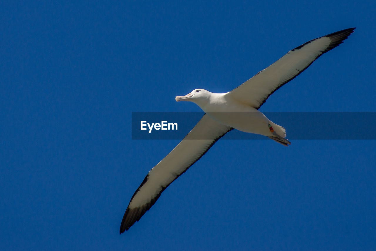 Low angle view of seagull flying against blue sky