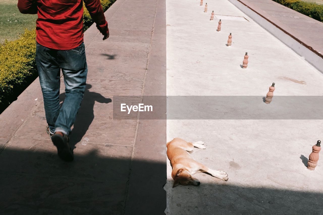 Low section of man walking by dog on footpath at park