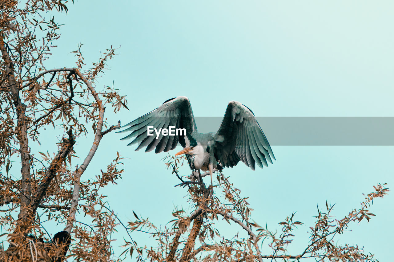 LOW ANGLE VIEW OF BIRDS FLYING IN THE SKY