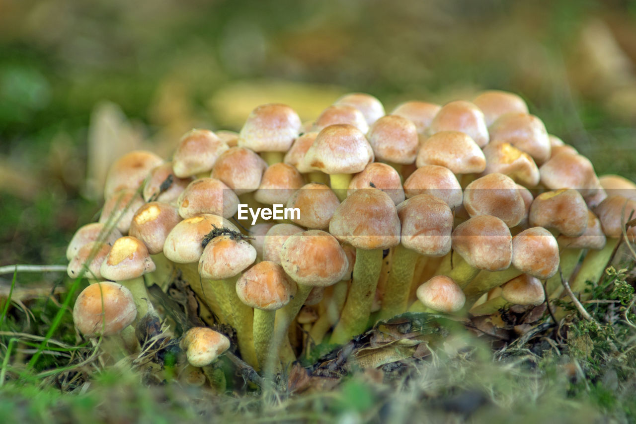 CLOSE-UP OF MUSHROOMS GROWING IN FIELD