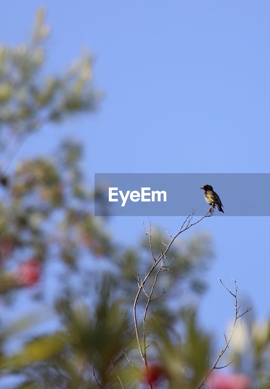LOW ANGLE VIEW OF BIRD PERCHING ON TREE