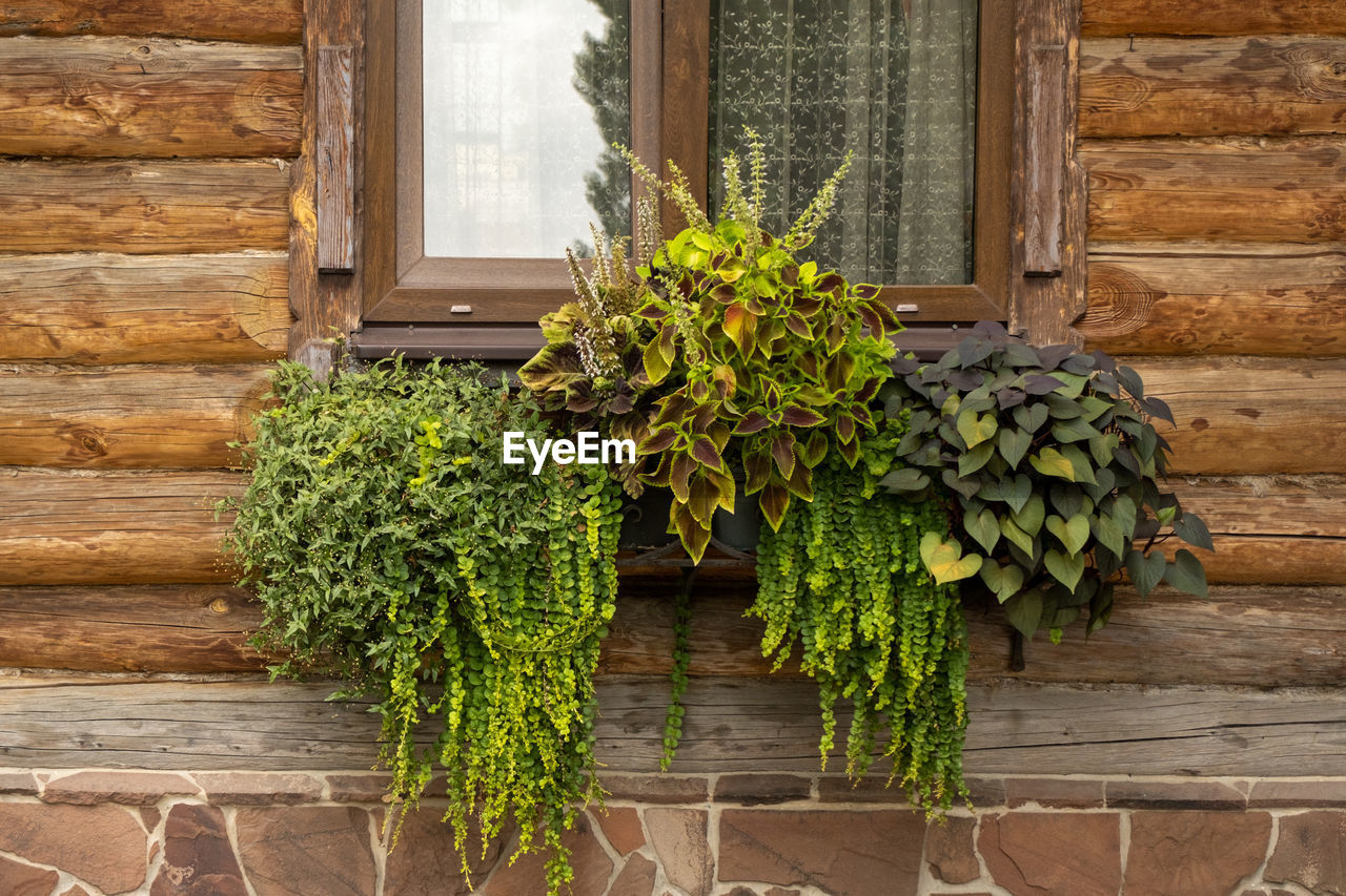 close-up of potted plant against wall