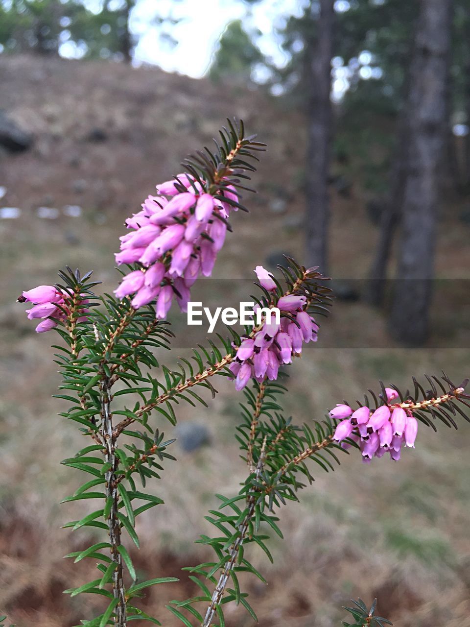 Close-up of pink flowering plant against trees